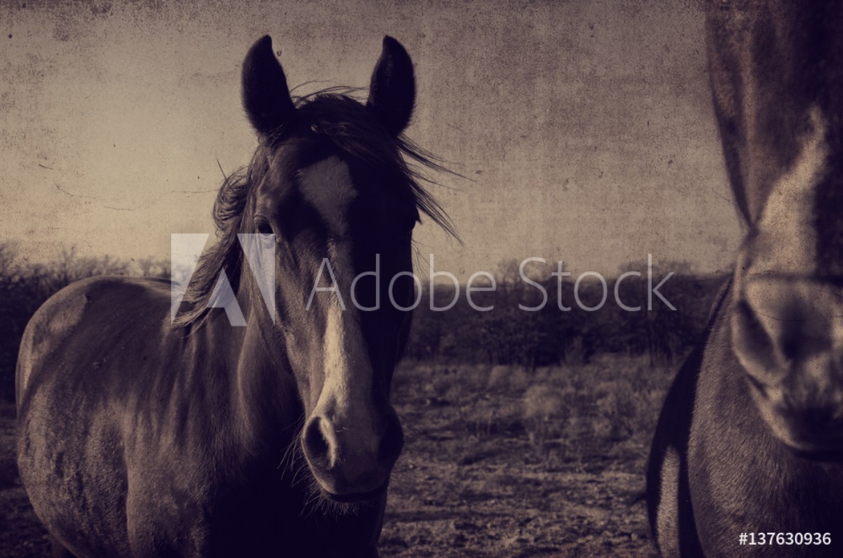 Antique Horse Portrait - Italian